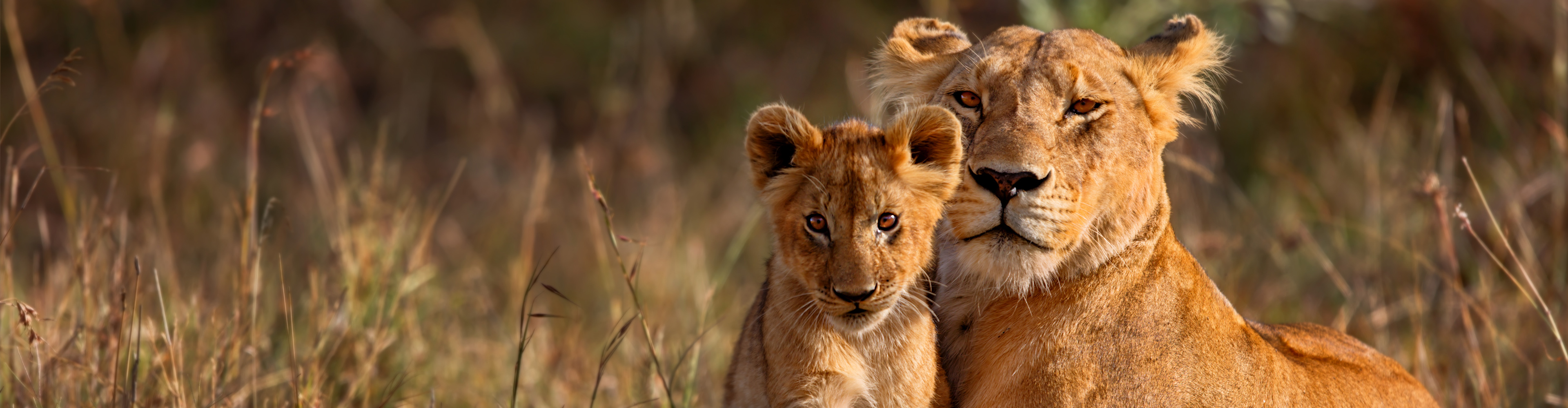 East Africa Highlights